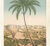 Areca Alba 35x50