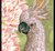 Parrot & Tulip 30x40